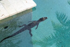 pool-cage-installation-3GFL-alligator