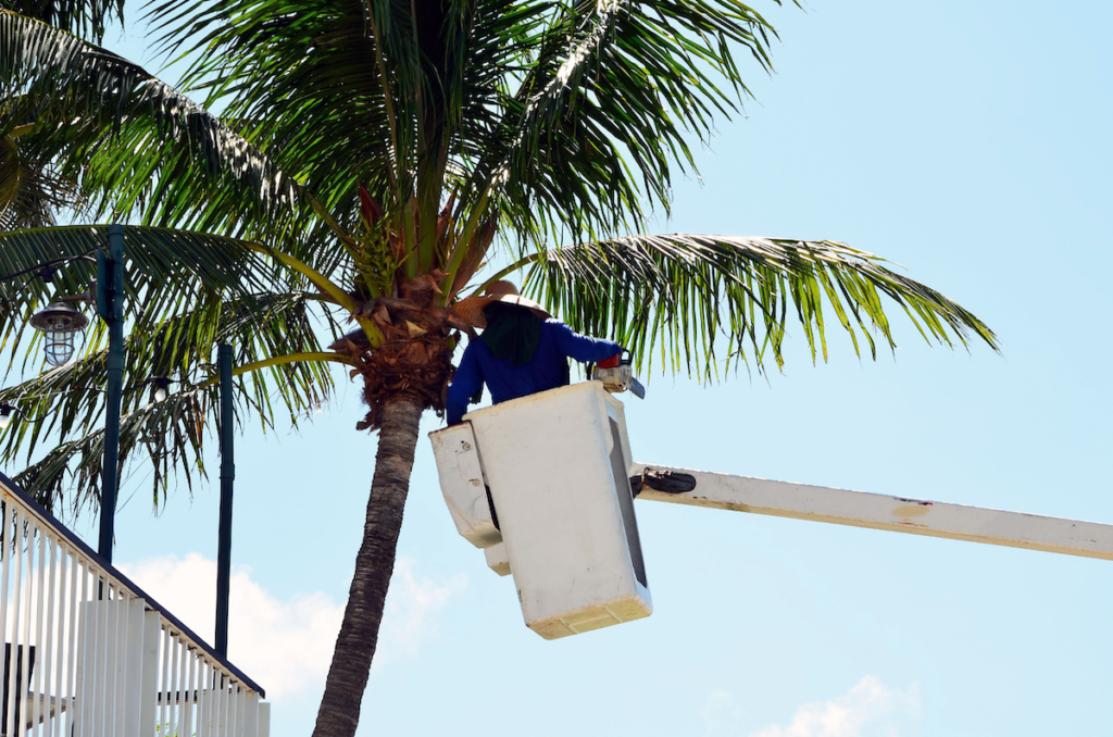 seamless-gutter-replacement-naples-palm-tree
