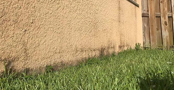 A wall with grass growing on it